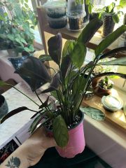 IMG_7187.jpeg