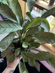 IMG_7184.jpeg