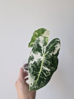 Alocasia Frydek Variegata
