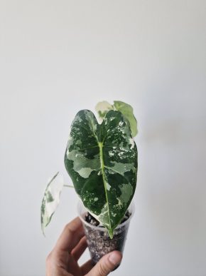 Alocasia Frydek Variegata #2