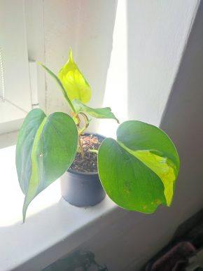 Větší Philodendron Brasil #1