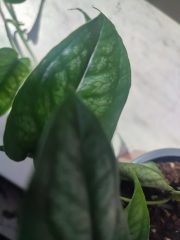 IMG_20250511_132534.jpg