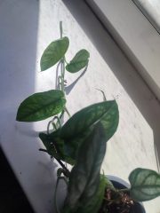 IMG_20250511_132532.jpg