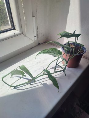 Monstera siltepecana #1