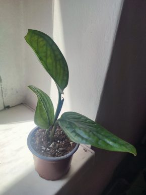 Monstera Karstenianum Peru / Epipremnum Marble planet #1