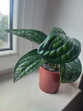 Monstera Karstenianum Peru / Epipremnum Marble planet #2