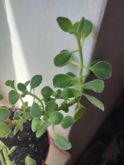 IMG_20250511_132122.jpg