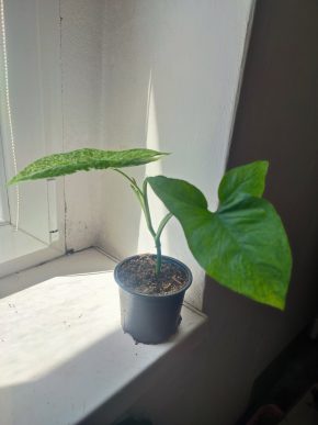 Syngonium mojito #1