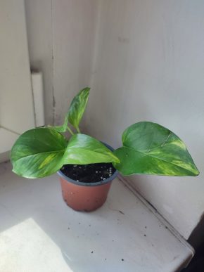 Šplhavnice / epipremnum / pothos hicolor #2
