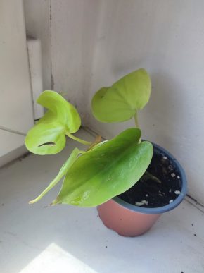 Šplhavnice / epipremnum / pothos neon #1