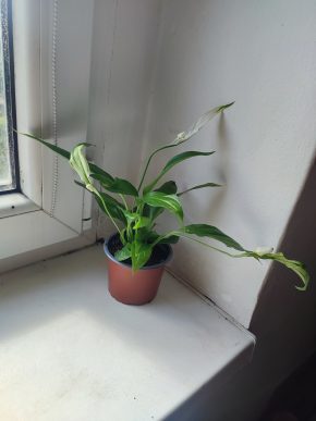 Lopatkovec / Spathiphyllum / Toulcovka #1