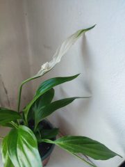 IMG_20250511_153642.jpg