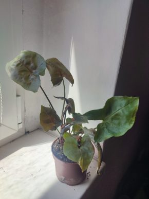 Syngonium Dark Maria #3