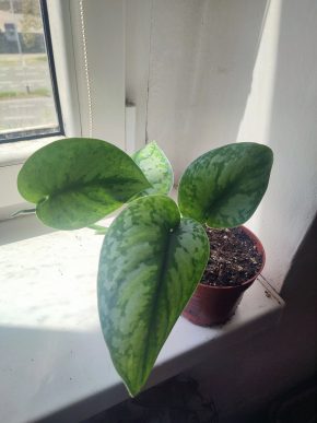 Scindapsus pictus Exotica #1