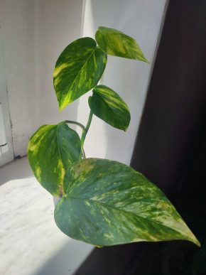 Větší šplhavnice / epipremnum / pothos aureum hicolor #3