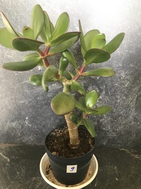 Tlustice - Crassula ovata - známá jako strom štěstí  + E-book o pěstování  ZDARMA.