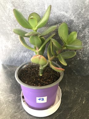 Tlustice - Crassula ovata - známá jako strom štěstí  + E-book o pěstování  ZDARMA.