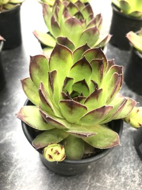 Netřesk - Sempervivum + E-BOOK ZDARMA.
