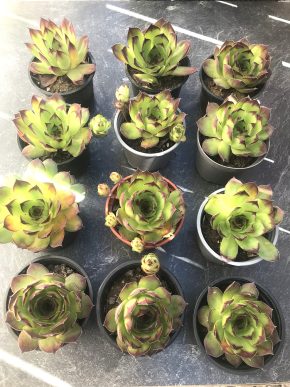 Netřesk - Sempervivum + E-BOOK ZDARMA.