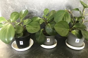 Peperomia obtusifolia - čistí vzduch od toxinů +  E-book "Síla zeleně" ZDARMA.