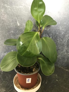 Peperomia obtusifolia - čistí vzduch od toxinů +  E-book "Síla zeleně" ZDARMA.