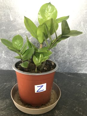 ZAMIOCULAS  + E-BOOK  ZDARMA.