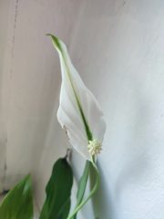 IMG_20250511_153701.jpg