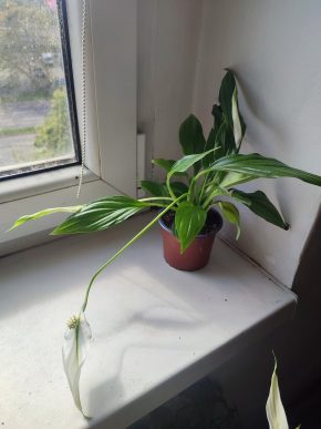 Lopatkovec / Spathiphyllum / Toulcovka #2