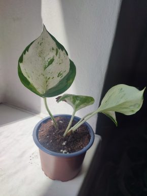 Šplhavnice / epipremnum happy leaf / pothos manjula #2