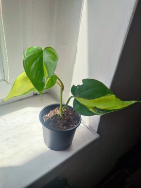 Philodendron brasil #2
