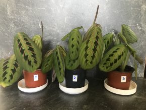 MARANTA LEUCONEURA FASCINATOR  + E-BOOK "Síla zeleně " ZDARMA.
