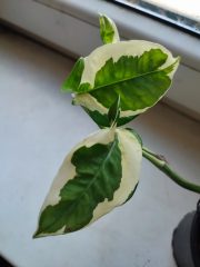 IMG_20250511_195033.jpg