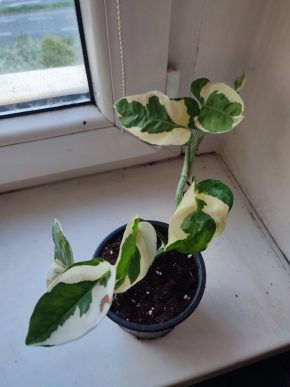 Šplhavnice / epipremnum/ pothos N'joy #4