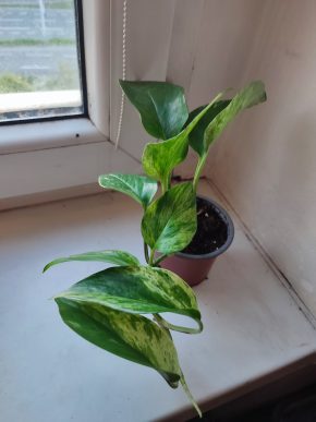 Šplhavnice / epipremnum / pothos marble queen #6