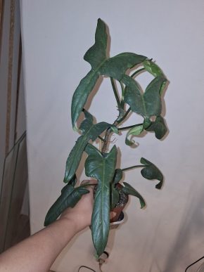 Philodendron gordon splash variegata