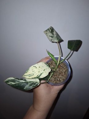 Philodendron emerald ice