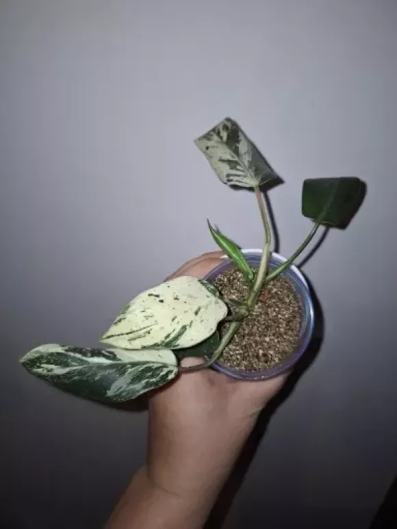 Philodendron emerald ice | Aukce rostlin