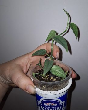 Epipremnum pinnatum mint cream