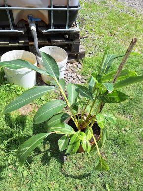 Alpinia zerumbet variegata