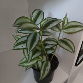 Tradescantia Zebrina Bosse