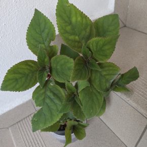 Kochlera trs