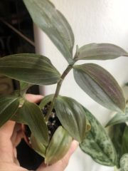 IMG_8939.jpeg
