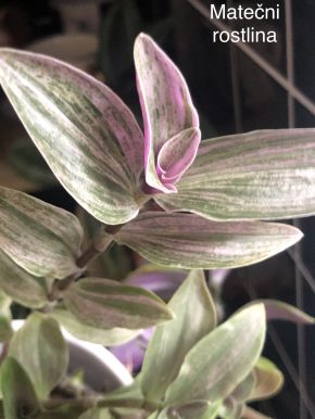Tradescantia Albiflora Míní Lilak Sport - rostlina.