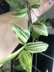 IMG_8932.jpeg