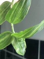 IMG_8933.jpeg