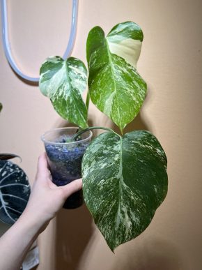 Monstera Deliciosa Albo