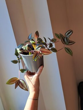 Voděnka - Tradescantia zebrina