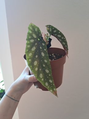 Begonia Maculata