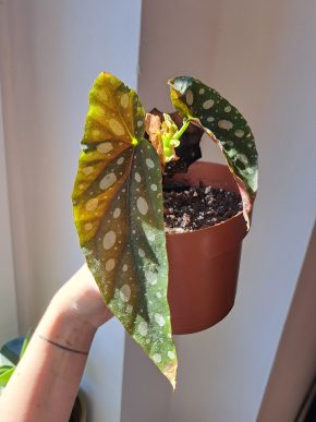 Begonia Maculata