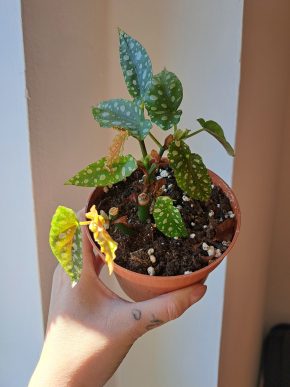 Begonia Maculata